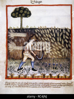 Tacuinum Sanitatis. Il XIV secolo. Manuale medievale di salute. Contadino la falciatura di un campo di grano con una falce. Miniatura. Folio 46v. Foto Stock