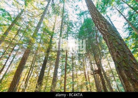 Paesaggi mozzafiato e paesaggi marini del Pacifico Nord Ovest dell isola di Bowen BC Canada vicino a Vancouver City Centre, arte della fotografia. Foto Stock