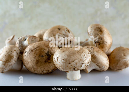 Vista ravvicinata di una terra di funghi. Primo piano bianco. Foto Stock