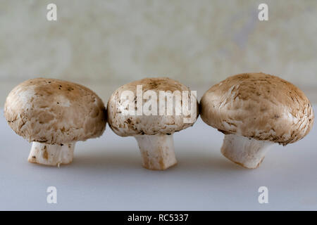 Tre funghi prataioli in una fila su bianco in primo piano. Foto Stock