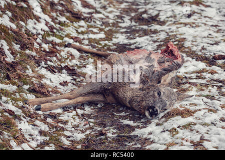 Femmina della Comunità il capriolo (Capreolus capreolus) ucciso in una foresta da bracconiere, con un taglio pezzo di carne Foto Stock