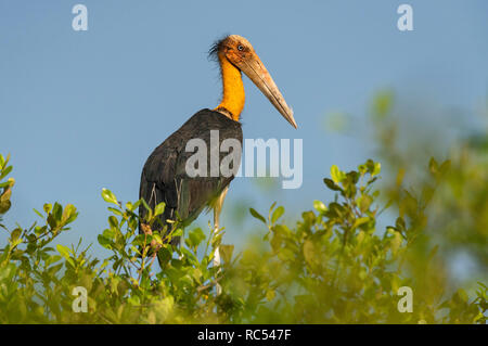 Minor aiutante Stork, Leptoptilos javanicus, Goa, India Foto Stock