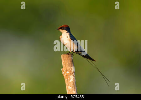Filo-tailed swallow, Hirundo smithii, Ghansoli, Maharashtra, India Foto Stock