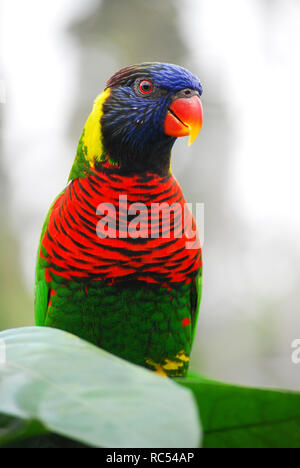 Rainbow Lorikeet, Trichoglossus moluccanus, il Jurong Bird Park, Singapore Foto Stock