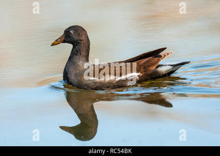 Comune, moorhen Gallinula chloropus, i capretti , Bharatpur Rajasthan, India Foto Stock