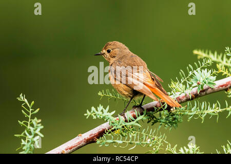 Codirosso spazzacamino, femmina, Phoenicurus ochruros, Nubra, Ladakh, Jammu e Kashmir India Foto Stock