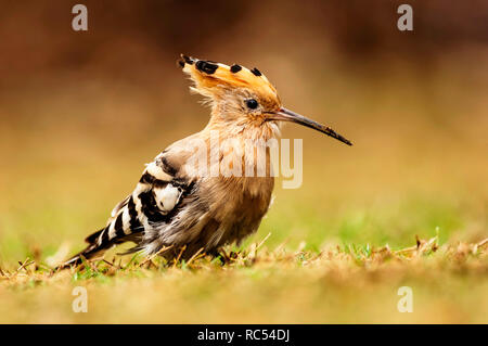 Upupa, Upupa, Bharatpur Rajasthan, India Foto Stock