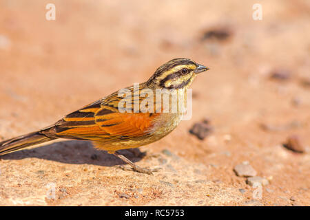 Cape Bunting sul terreno nel Parco Nazionale di Kruger, Sud Africa. Un po' di sparrow con testa a strisce. Emberiza Capensis specie della famiglia Emberizidae. Foto Stock