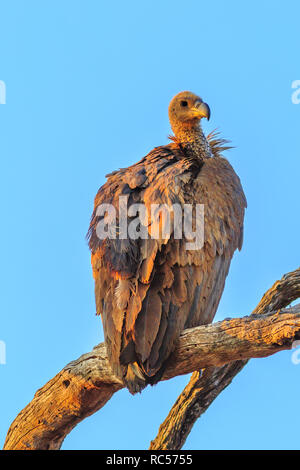 Avvoltoio su un albero isolato sul cielo azzurro sfondo nel Parco Nazionale di Kruger, Sud Africa. Colpo verticale. Foto Stock