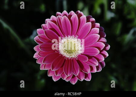 Bella pink gerbera fiore di un giorno nuvoloso Foto Stock