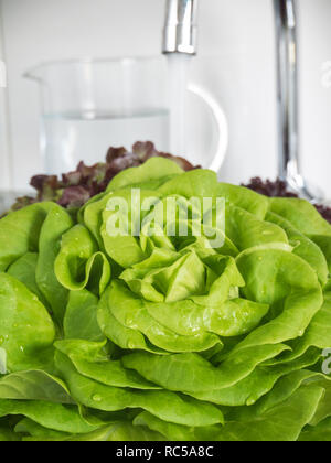 Verde insalata di lattuga rosette lavaggio nel lavello. A foglia verde, vegetariano. Foto Stock