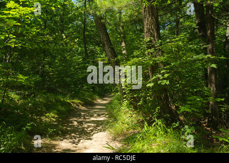 La sporcizia percorso attraverso i boschi di Midwest un pomeriggio d'estate. Starved Rock State Park, Illinois, U.S.A.. Foto Stock