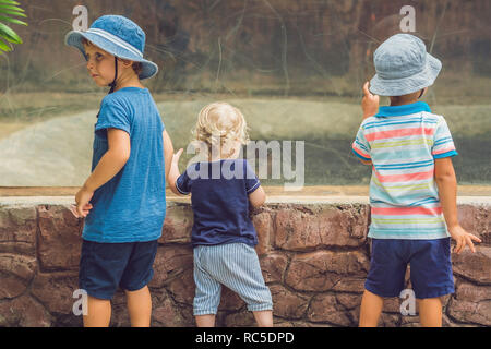 Ragazzi guardare rettili nel terrarium Foto Stock