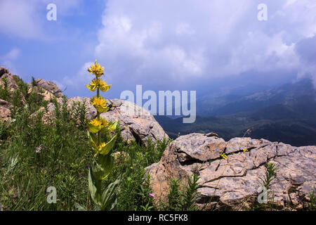 Il grande giallo - genziana lutea Gentiana Foto Stock