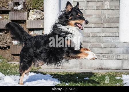 Tricolore pastore australiano cane in esecuzione Foto Stock