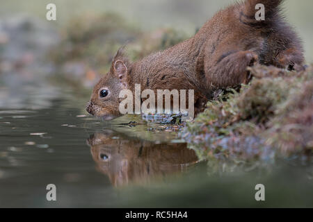 Una chiusura di uno scoiattolo rosso dal bordo delle acque prendendo un drink con il suo riflesso nell'acqua. Prese ad un livello basso Foto Stock
