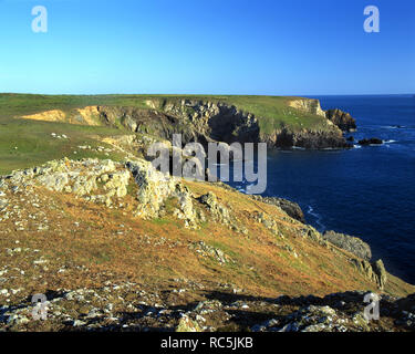 Deadmans Bay, il parco dei cervi, Marloes, Pembrokeshire, West Wales. Foto Stock