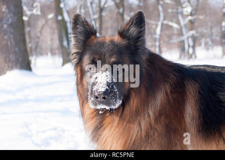 Cane pastore tedesco il divertimento in inverno bosco innevato Foto Stock