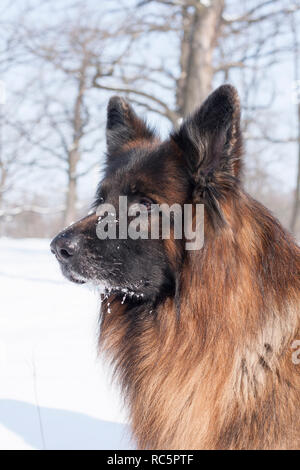 Cane pastore tedesco il divertimento in inverno bosco innevato Foto Stock