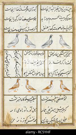 Due righe di piccioni, gli uccelli del registro superiore di colore bianco e blu e quelli del registro inferiore essendo bianco e marrone. Kabutar-nama. India, 1788. Fonte: i.o. ISLAMIC 4811, f.6. V.o. persiano. Foto Stock