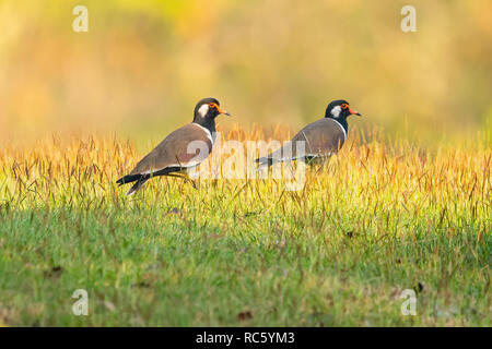 Una coppia di Red-Wattled Pavoncella uccelli camminando sul prato Foto Stock