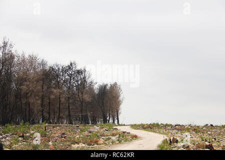 Un modo attraverso un Burnt Pine Forest dopo un incendio, in Montgó mountain, a Denia, Spagna Foto Stock