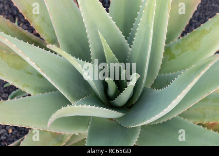 Aloe vera pianta nella fattoria, vista ravvicinata, Fuerteventura, Isole Canarie, Spagna Foto Stock