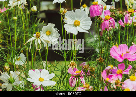 Colorato di zolfo Cosmos fiori su un rack decorare nel parco. Foto Stock