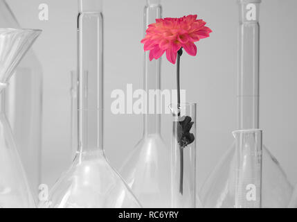 Dettaglio shot che mostra una varietà di articoli di vetreria di laboratorio comprendente una testa di fiori Foto Stock