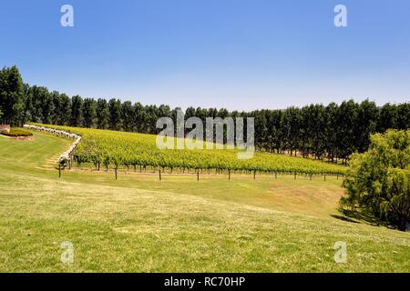 TarraWarra estate vigneto, Yara Valley, Australia Foto Stock