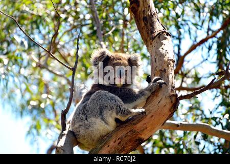Il Koala Bear seduti in un albero di eucalipto, Australia Foto Stock