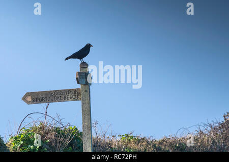 Un Carrion Crow Corvus corone arroccato su di un cartello in legno vicino alla costa sud-ovest sul percorso Pentire Point West in Cornovaglia. Foto Stock