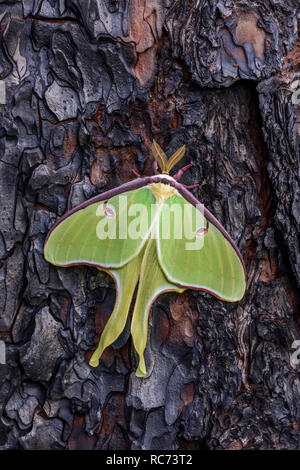 Luna Moth (Actias luna) su bruciò Longleaf corteccia di pino. Appena emerse maschio. Svuotare il cocoon è stata trovata sulla terra sotto la falena! Francis Marion NF. Foto Stock