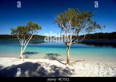 Lago McKenzie su Fraser Island in Australia Foto Stock