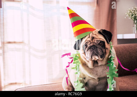 Festa di carnevale compleanno o anniversario di speciali funny vecchio cane pug con party hat e SAD grave espressione divertente - indoor attività di eventi per Foto Stock
