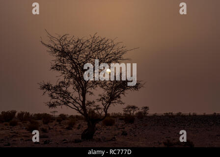 Deserto Sunrise. Sole sorge dietro un lone silhouette di un albero di Acacia nel Wadi Rum desert in Giordania Foto Stock