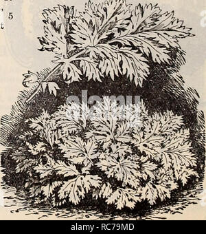 . Dreer's garden calendario : 1897. Cataloghi di sementi; vivaio cataloghi; attrezzature da giardinaggio e fornisce cataloghi; fiori Semi cataloghi; semi di ortaggi cataloghi; frutto Semi cataloghi. Primula Obconica. Piretro. Bello di piante erbacee di facile cultura. P. Aureum è il ben noto Golden Feather molto usate per la biancheria da letto di tappeti, la bordatura, ecc. Dai fiori di P. Roseum è ottenuto il persiano polvere insetticida o Buhach della California. P. Hybridum e varietà sono tra i handsomest di hardy fioritura di piante erbacee. pr.it pkt. 6453 Aureum (piuma d'oro). Luminoso giallo di fogliame. Oz. Foto Stock