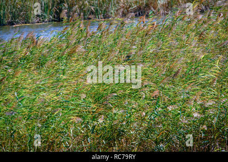 Canne di crescere nella palude causati dal fiume Evros, Tracia, Grecia Foto Stock