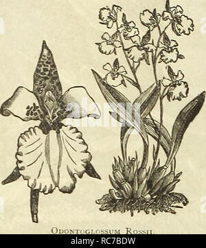 . Dreer giardino del calendario per il 1887. Cataloghi di sementi; vivaio Cataloghi Cataloghi di giardinaggio; fiori Semi cataloghi. 92 DREER GIARDINO DEL CALENDARIO. Orchidee. Di questa bella classe di piante, offriamo un elenco dei più diffusi e facilmente coltivate tipi. Sono tutte estab- fissate in vasi, cesti o su blocchi. Il fresco specie possono essere coltivate in un normale verde- house. Il tamburo intermedio richiedono una serra calda. Il Tropical richiedono la temperatura di una casa calda.. Odontoglossim Rossi COOL. Bletia Hyacinthina, $1.50. " Tankervillae, 50 cts. per $1.00. Brassia verrucosa, $2.00. Cypripediu Foto Stock