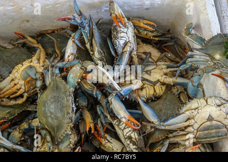 Granchi freschi sul ghiaccio in una fase di stallo a Atene mercato alimentare Foto Stock