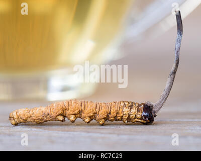 Ophiocordyceps sinensis o fungo cordyceps questo è un erbe posto davanti ad un bicchiere di acqua cordyceps. su legno tablew. Proprietà medicinali in Foto Stock