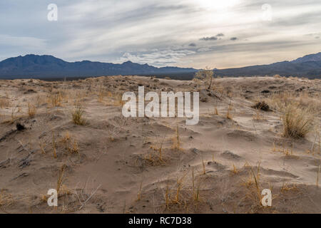 Radici di piante tenere sabbia creando piccole collinette intorno a sé, Kelso dune, Mojave National Preserve, California Foto Stock