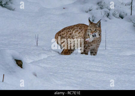 Lynx nella neve mentre ti guarda con un mouse in bocca Foto Stock