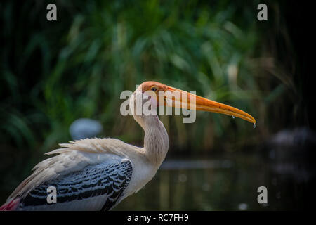 Dipinto di Stork acqua potabile Foto Stock