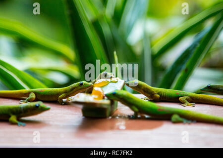 Polvere d oro giorno gechi alimentare alle Hawaii Foto Stock