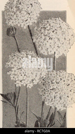 . Dreer's garden prenota / Henry A. Dreer.. Catalogo di vivaio. Giant Shirley Foxgloves Droiscus (Blu fiore di pizzo) DidisCUS (Blu fiore di pizzo) PER PKX. 2351 Coeruleus. Questa bella e interessante fioriture annuali più profusamente da luglio a novembre; inoltre ampiamente utilizzato per la primavera precoce fioritura in una serra fredda; la loro squisita pallido fiori di lavanda sono eccellenti per il taglio; le piante crescono circa 18 pollici alto e hanno come molti come 50 fiori aperti in corrispondenza di un tempo. (Vedere taglio.) oz., 50 cts $0 15 Digitalis (Foxglove) bello e altamente ornamentali piante resistenti della maestosa crescita, riuscendo nel quadro di un Foto Stock