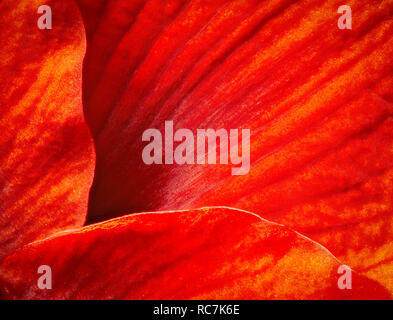 Vista macro del amaryllis petali. Foto Stock