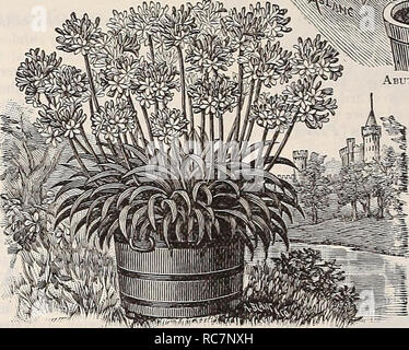 . Dreer's garden calendario : 1898. Cataloghi di sementi; vivaio Cataloghi Cataloghi di giardinaggio; fiori Semi cataloghi; semi di ortaggi cataloghi. . Si prega di notare che queste immagini vengono estratte dalla pagina sottoposta a scansione di immagini che possono essere state migliorate digitalmente per la leggibilità - Colorazione e aspetto di queste illustrazioni potrebbero non perfettamente assomigliano al lavoro originale. Henry A. Dreer (Azienda); Henry G. vivaio di Gilbert e il commercio di sementi Catalogo Collezione. Philadelphia, Pa. : Henry A. Dreer Foto Stock