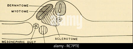 . Embriologia. Embriologia; embriologia; genealogia. Somatiche NEPHROTOME mesoderma precardiaco SPLANCNICO DERMATOME MYOTOME. Condotto MESONEPHRIC NEPHROTOME muscolo (MYOTOME) epidermide CORIUM (DERMATOME) muscolo (MYOTOME. Si prega di notare che queste immagini vengono estratte dalla pagina sottoposta a scansione di immagini che possono essere state migliorate digitalmente per la leggibilità - Colorazione e aspetto di queste illustrazioni potrebbero non perfettamente assomigliano al lavoro originale. Barth, Lester G. (Lester George), 1905-1979. New York, Dryden premere Foto Stock