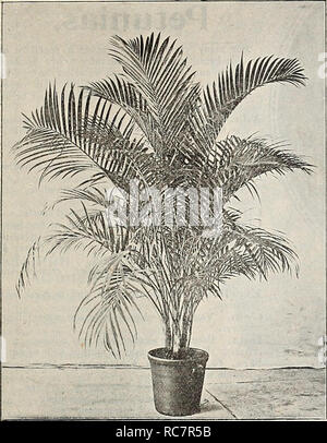 . Dreer's garden calendario : 1896. Cataloghi di sementi; vivaio cataloghi; attrezzature da giardinaggio e fornisce cataloghi; fiori Semi cataloghi; semi di ortaggi cataloghi; frutto Semi cataloghi. Piante migliori per il giardino e la serra. 101 palme. Le palme sono ormai indispensabili in tutte le decorazioni, se per appartamenti, conservatori o per il Tropicale biancheria in estate. La grande domanda degli ultimi anni ci hanno indotto ad aumentare notevolmente le nostre strutture per i materiali di moltiplicazione e la crescita di questa classe di stock, e ora abbiamo trenta delle nostre case più grande dedicata alla loro coltivazione da soli, che ci permette Foto Stock